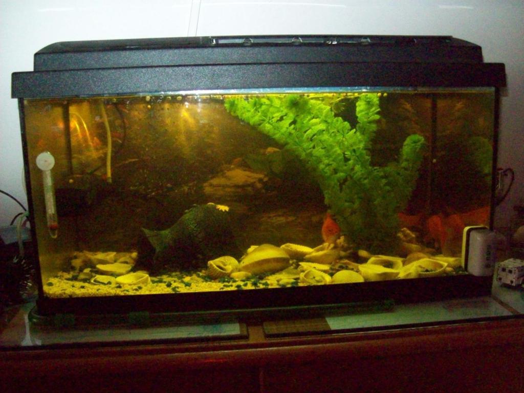 Pensiunea Norica Gura Rîului Quarto foto